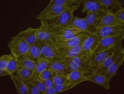 p53 Antibody, Novus Biologicals 0.1mL; Unlabeled:Antibodies, Polyclonal