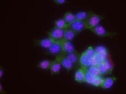 p53 Antibody, Novus Biologicals 0.1mL; Unlabeled:Antibodies, Polyclonal
