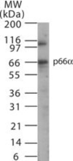 p66 alpha Antibody, Novus Biologicals:Antibodies:Primary Antibodies