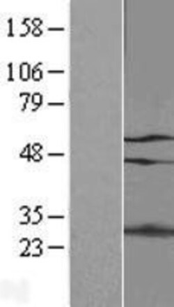 Novus Biologicals&trade;&nbsp;p66 alpha Overexpression Lysate