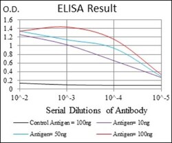 p70 S6 Kinase/S6K Antibody (5G9) - BSA Free, Novus Biologicals 0.1mL; Unlabeled:Antibodies,