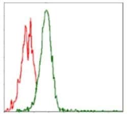 p70 S6 Kinase/S6K Antibody (5G9) - BSA Free, Novus Biologicals 0.1mL; Unlabeled:Antibodies,