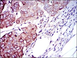 p70 S6 Kinase/S6K Antibody (5G9) - BSA Free, Novus Biologicals 0.1mL; Unlabeled:Antibodies,