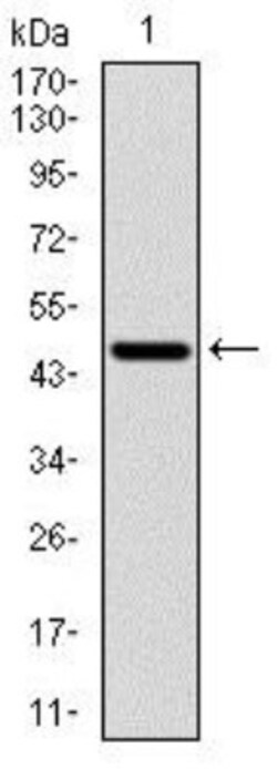 p70 S6 Kinase/S6K Antibody (5G9) - BSA Free, Novus Biologicals 0.1mL; Unlabeled:Antibodies,