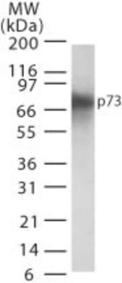 p73 Antibody (5B1288) - BSA Free, Novus Biologicals:Antibodies:Primary