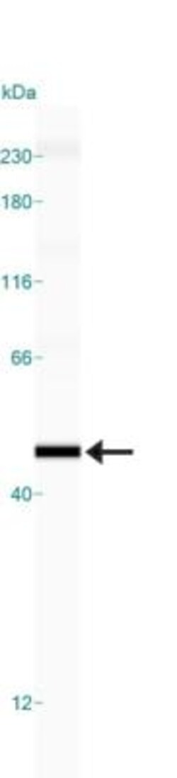 p73 Antibody (5B429) - BSA Free, Novus Biologicals:Antibodies:Primary Antibodies