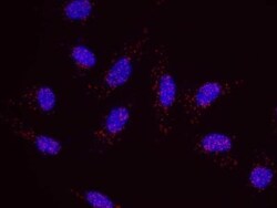 p73 Antibody, Novus Biologicals 0.1mL; Unlabeled:Antibodies, Polyclonal