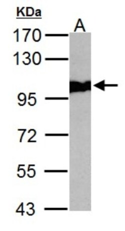 p97/VCP Antibody, Novus Biologicals 0.1mL; Unlabeled:Antibodies, Polyclonal