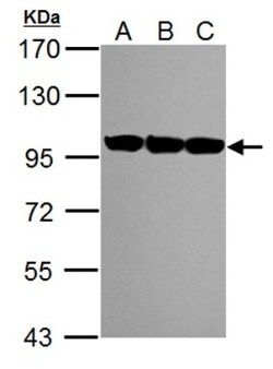 p97/VCP Antibody, Novus Biologicals 0.1mL; Unlabeled:Antibodies, Polyclonal