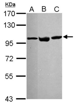 p97/VCP Antibody, Novus Biologicals 0.1mL; Unlabeled:Antibodies, Polyclonal