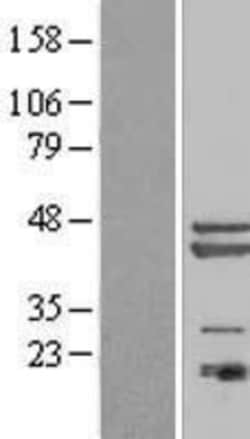 R&D Systems&trade;&nbsp;PA1 Overexpression Lysate