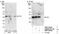 PA1 Antibody, Novus Biologicals 100 &mu;L | Buy Online | Novus Biologicals | Fisher Scientific