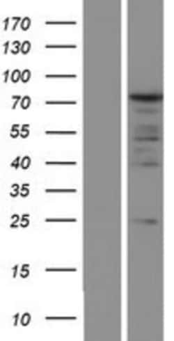 Novus Biologicals&trade;&nbsp;PABP Overexpression Lysate
