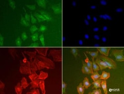PABP Antibody (10E10) - BSA Free, Novus Biologicals 0.1mL; Unlabeled:Antibodies,