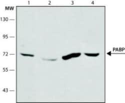 PABP Antibody (10E10) - BSA Free, Novus Biologicals 0.1mL; Unlabeled:Antibodies,