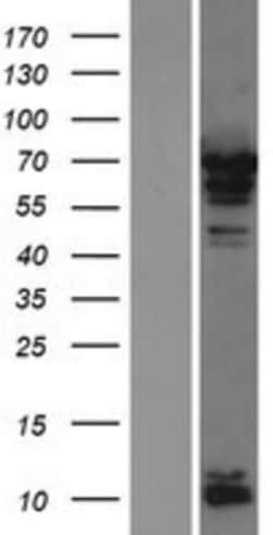 Novus Biologicals&trade;&nbsp;PABPC4 Overexpression Lysate