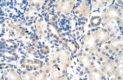 PABPC4 Antibody, Novus Biologicals 100 &mu;L | Buy Online | Novus Biologicals | Fisher Scientific