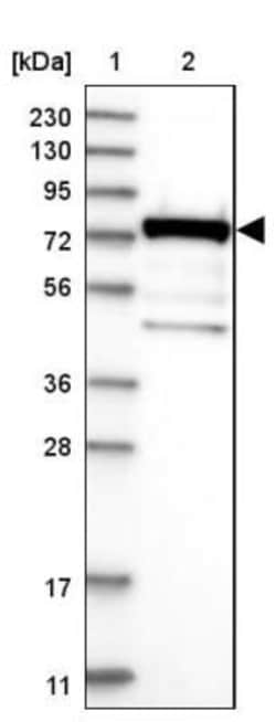PABPC4 Antibody, Novus Biologicals:Antibodies:Primary Antibodies