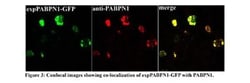PABPN1 Antibody, Novus Biologicals:Antibodies:Primary Antibodies