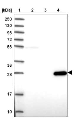 PABPN1L Antibody, Novus Biologicals:Antibodies:Primary Antibodies