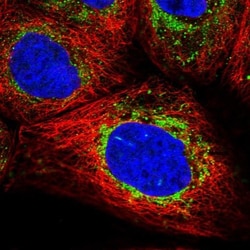PABPN1L Antibody, Novus Biologicals:Antibodies:Primary Antibodies