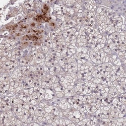 PAC1R Antibody, Novus Biologicals 0.1mL; Unlabeled:Antibodies, Polyclonal