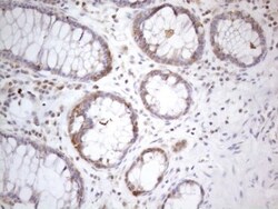 PAC2 Antibody (OTI1E8), Novus Biologicals 0.1mL; Unlabeled:Antibodies,