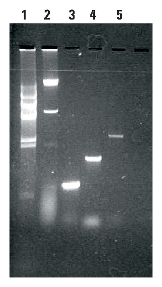 Thermo Scientific Pierce Yeast DNA Extraction Kit Kit; 75mL kitLife