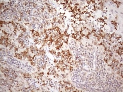 PAC2 Antibody (OTI1E8), Novus Biologicals 0.1mL; Unlabeled:Antibodies,