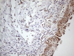 PAC2 Antibody (OTI1E8), Novus Biologicals 0.1mL; Unlabeled:Antibodies,