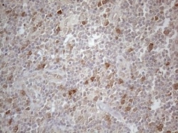 PAC2 Antibody (OTI1E8), Novus Biologicals 0.1mL; Unlabeled:Antibodies,