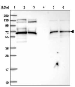 PACSIN2 Antibody, Novus Biologicals 0.1mL; Unlabeled:Antibodies, Polyclonal