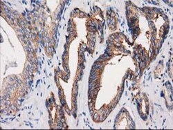 PACSIN3 Antibody (OTI4F8), Novus Biologicals 0.1mL; Unlabeled:Antibodies,
