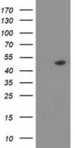 PACSIN3 Antibody (OTI4F8), Novus Biologicals 0.1mL; Unlabeled:Antibodies,