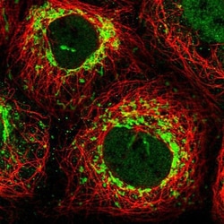 PAF1 Antibody, Novus Biologicals 25ul | Buy Online | Novus Biologicals | Fisher Scientific