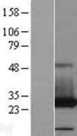 Novus Biologicals&trade;&nbsp;PAFAH1B3 Overexpression Lysate