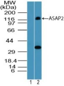 PAG3 Antibody, Novus Biologicals 0.025mg; Unlabeled:Antibodies, Polyclonal