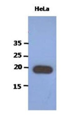 PAIP2 Antibody (1C12) - BSA Free, Novus Biologicals 0.1mL; Unlabeled:Antibodies,