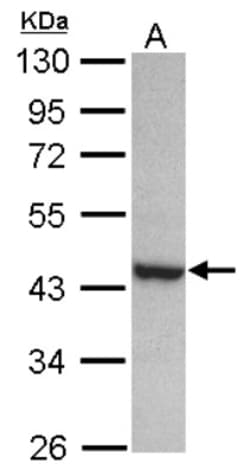 PAK1 interacting protein 1 Antibody, Novus Biologicals 0.1mL; Unlabeled:Antibodies,