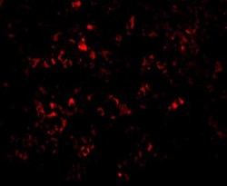 PAK2 Antibody - BSA Free, Novus Biologicals 0.025 mg, Unconjugated:Antibodies,