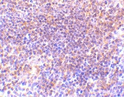 PAK2 Antibody - BSA Free, Novus Biologicals 0.025 mg, Unconjugated:Antibodies,