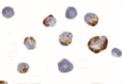 PAK7 Antibody - BSA Free, Novus Biologicals 0.1mg; Unlabeled:Antibodies,