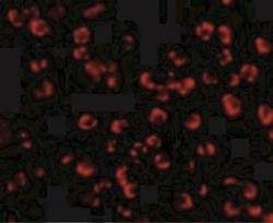 PAK7 Antibody - BSA Free, Novus Biologicals 0.1mg; Unlabeled:Antibodies,