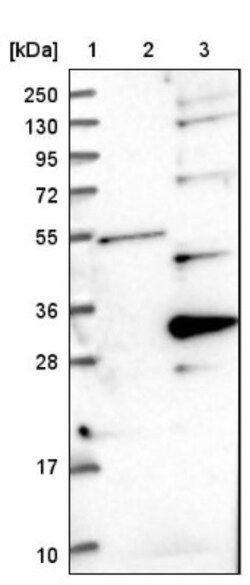 Pallidin Antibody, Novus Biologicals 25 &mu;L; Unlabeled:Antibodies, Polyclonal