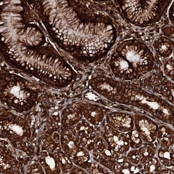 Pallidin Antibody, Novus Biologicals 25 &mu;L; Unlabeled:Antibodies, Polyclonal