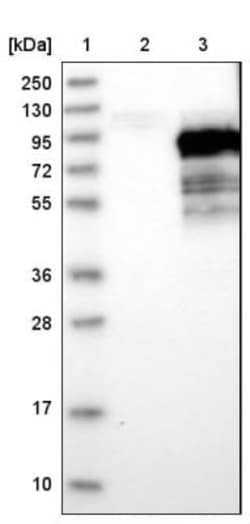 PALMD Antibody, Novus Biologicals:Antibodies:Primary Antibodies