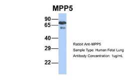 PALS1/MPP5 Antibody, Novus Biologicals 100&mu;L; Unlabeled:Antibodies,