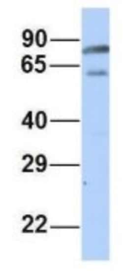 PALS1/MPP5 Antibody, Novus Biologicals 100&mu;L; Unlabeled:Antibodies,