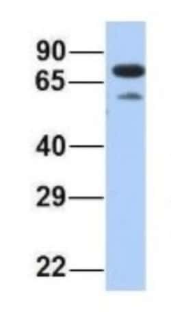 PALS1/MPP5 Antibody, Novus Biologicals 100&mu;L; Unlabeled:Antibodies,