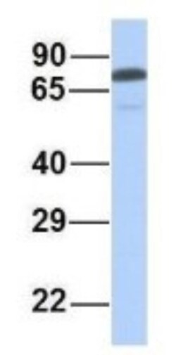 PALS1/MPP5 Antibody, Novus Biologicals 100&mu;L; Unlabeled:Antibodies,
